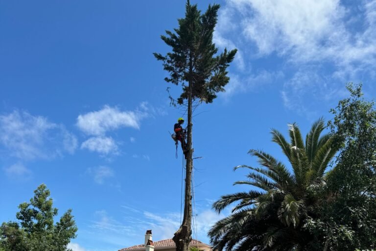 élagage Anglet
